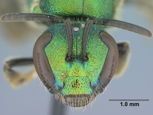 Sweat bee (Augochlora pura)