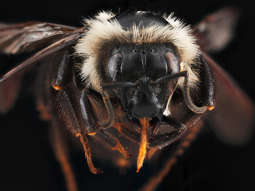 Two-spotted bumble bee (Bombus bimaculatus)