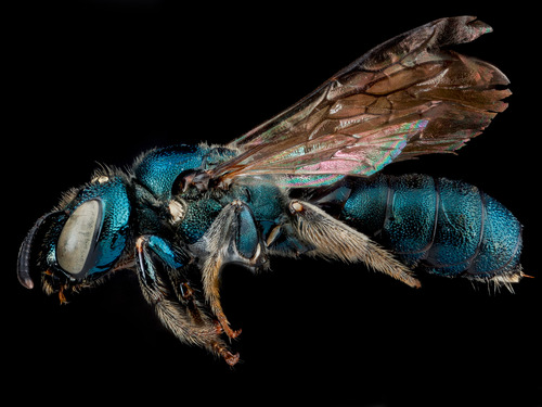 Twig-nesting carpenter bee (Ceratina dupla)