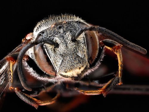 Leaf-cutting bee (Coelioxys sayi)