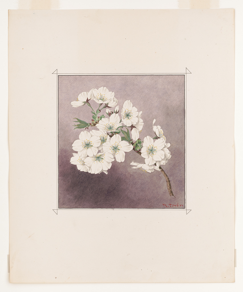 Japanese cherry blossom watercolors by Kōkichi Tsunoi, 1921.