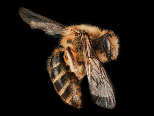 Cellophane bee (Colletes inaequalis)