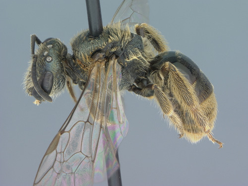 Sweat bee (Lasioglossum bruneri)