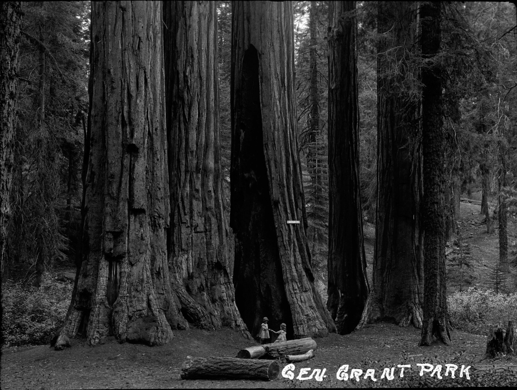 SEKI Roberts Collection Series: 2 Negatives; 13 Sequoias