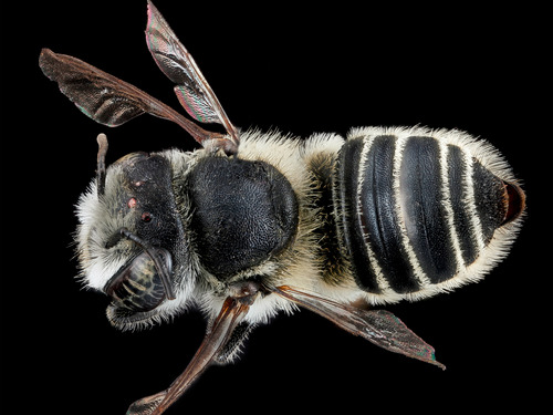 Leaf-cutting bee (Megachile brevis)