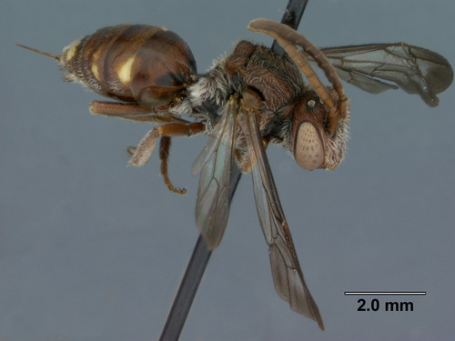 Cuckoo bee (Nomada denticulata)