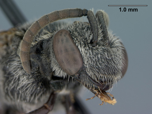 Sweat bee (Sphecodes spp.)