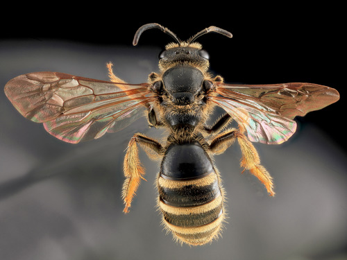 Sweat bee (Lasioglossum fuscipenne)