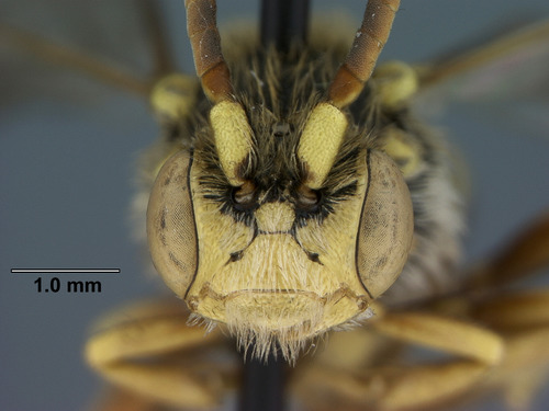 Cuckoo bee (Nomada imbricata)