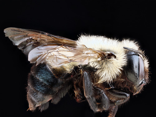 Mason bee (Osmia bucephala)