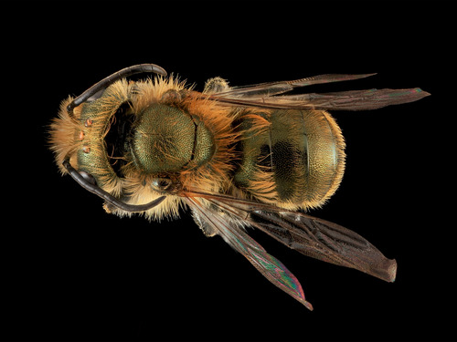 Mason bee (Osmia pumila)
