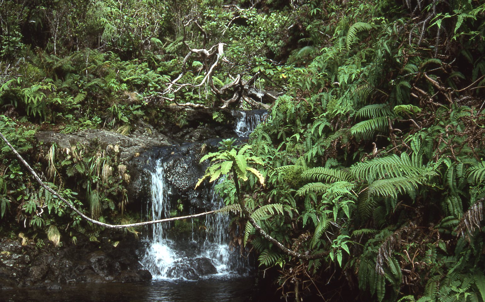 lush vegetation surrounding a waterfall. 