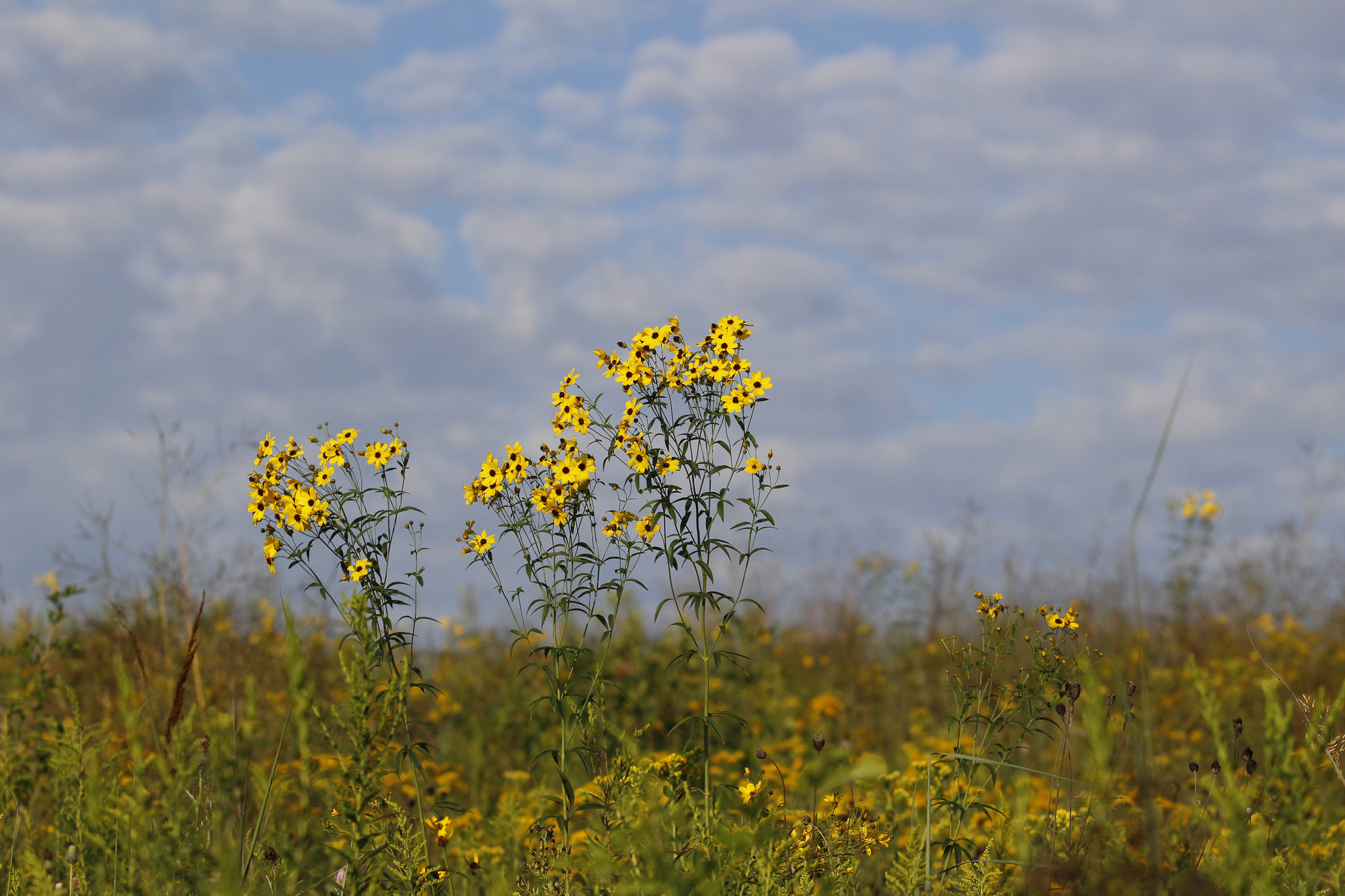 Tall yellow daisy-like flowers bloom in a golden and green grassland.
