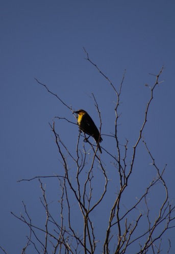 A small bird carefully perches on thin spiny branches. A bright blue sky resides in the background. 