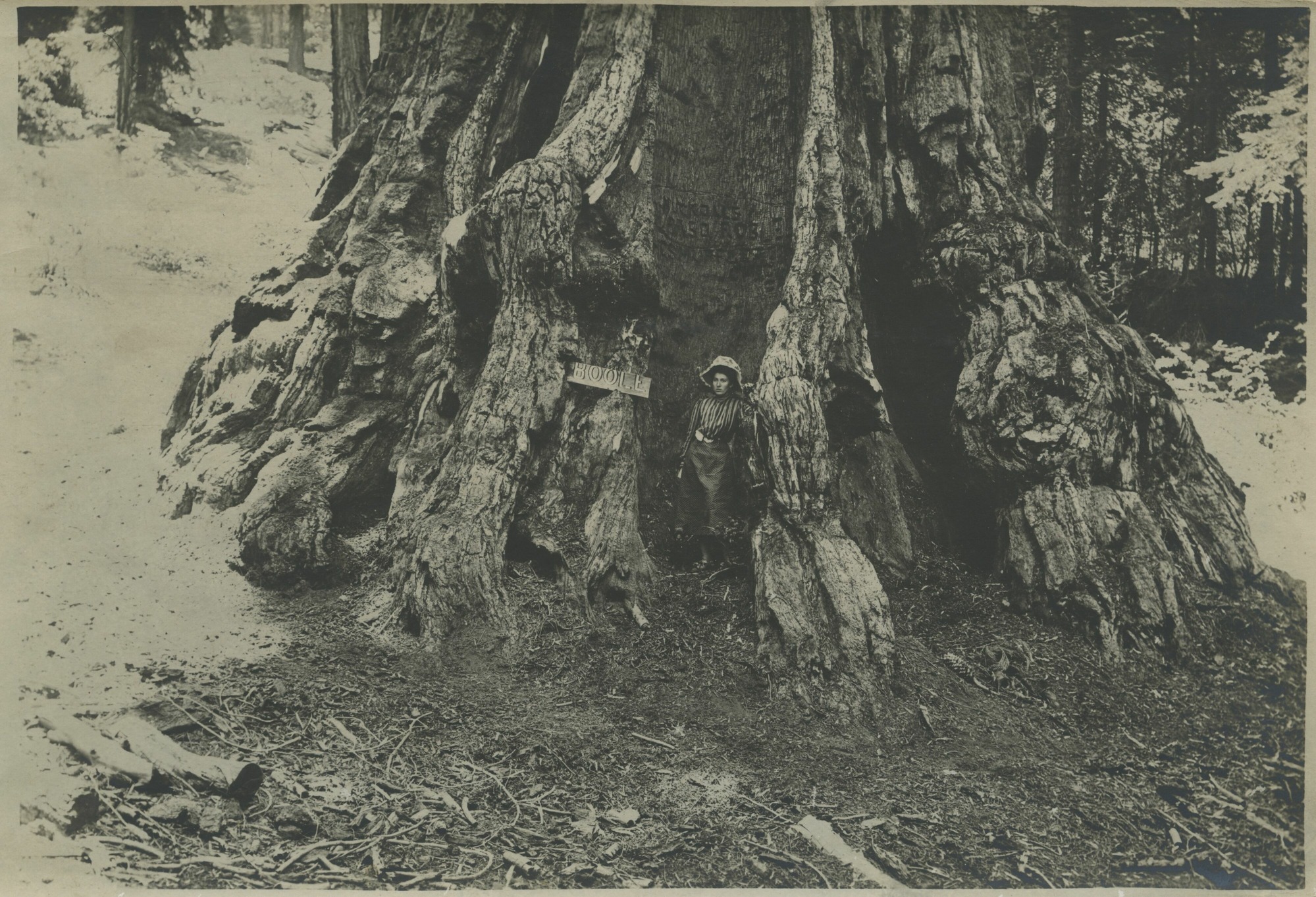 SEKI Roberts Collection Series: 3 Prints; 1 Small; 13 Sequoias