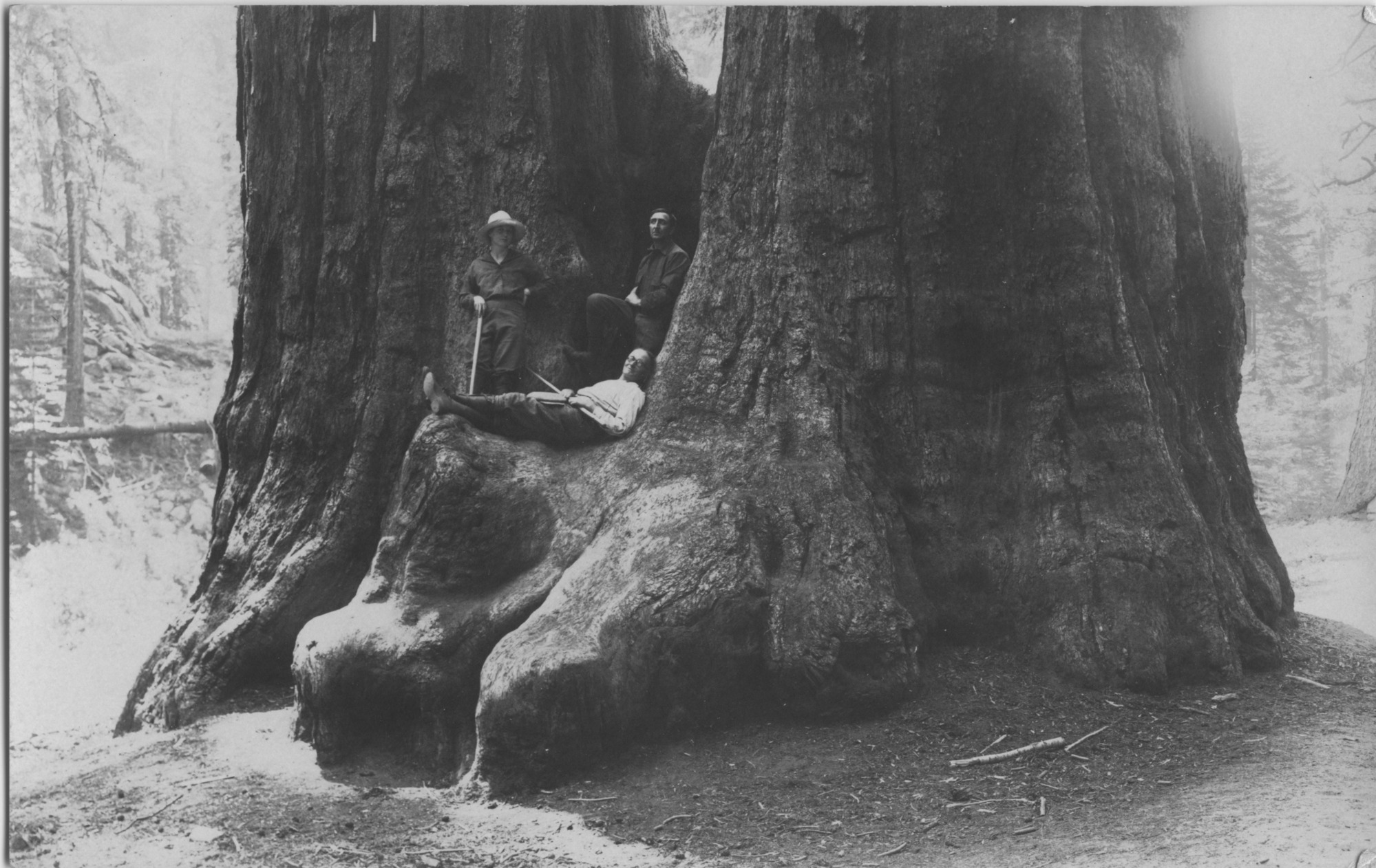 SEKI Roberts Collection Series: 3 Prints; 1 Small; 13 Sequoias