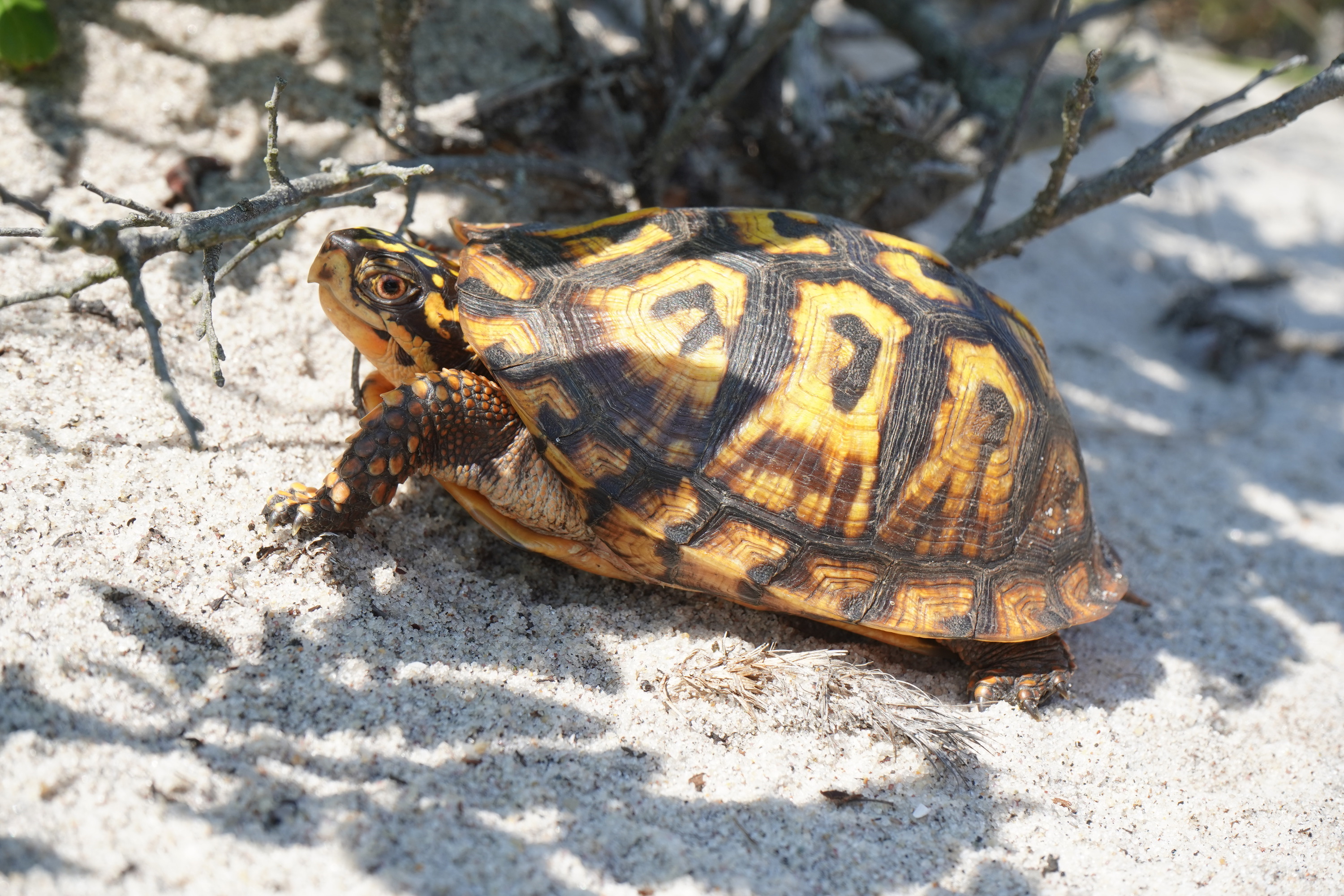 A close-up of a turtle with yellow and brown markings on sandy ground with woody vegetation visible. 