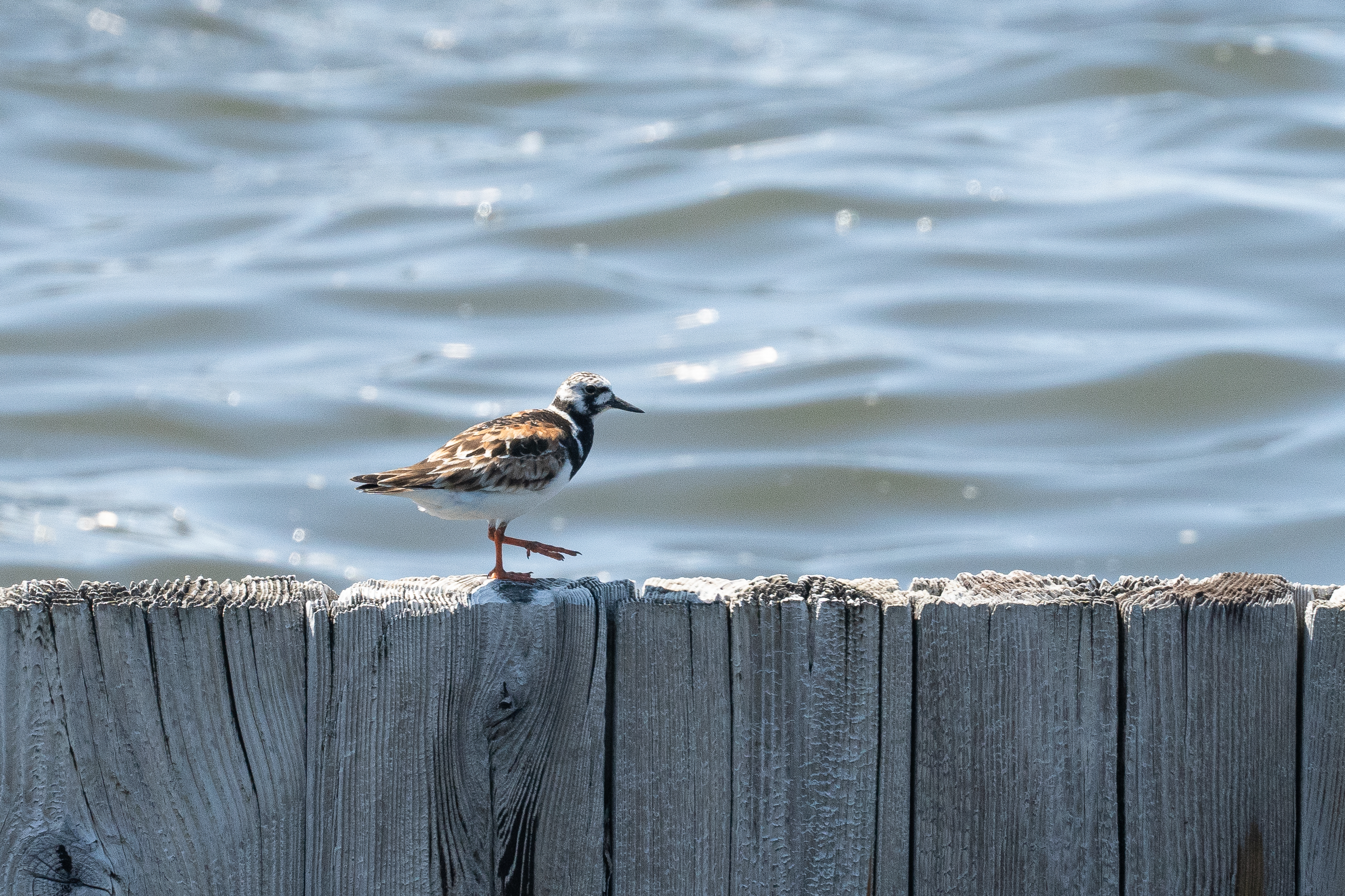 A shorebird with black, white and reddish-brown markings walking on a wooden fence.