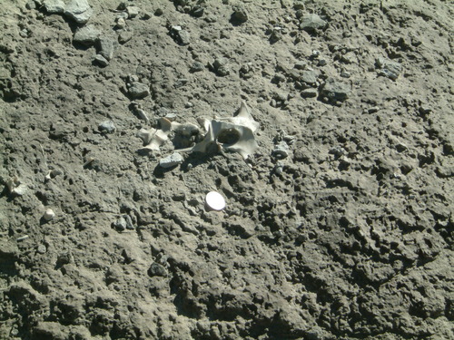 a piece of bone in soil 