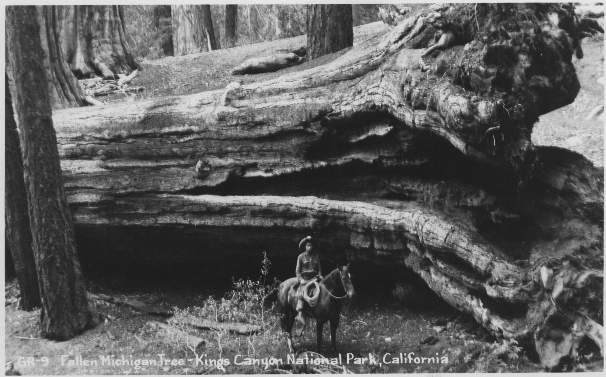 SEKI Roberts Collection Series: 3 Prints; 1 Small; 13 Sequoias