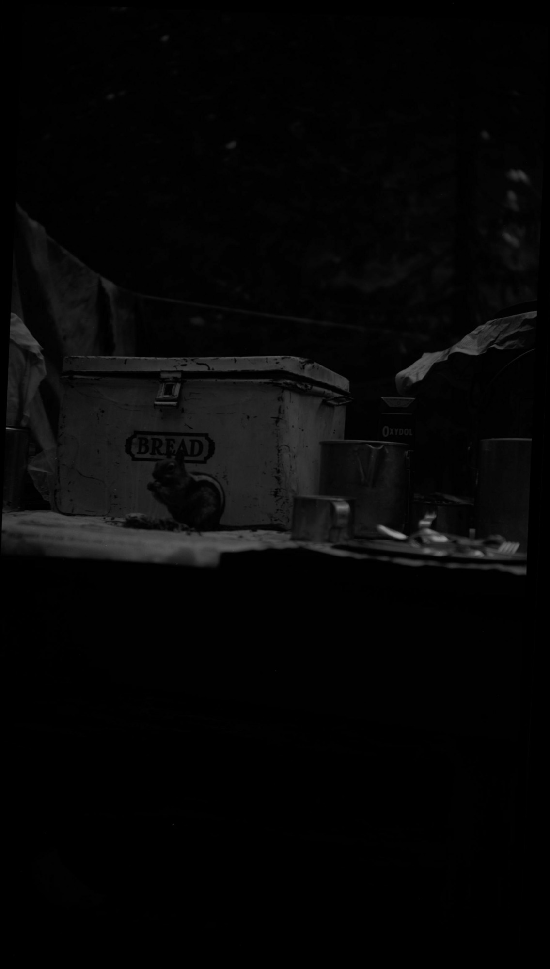 SEKI Roberts Collection Series: 2 Negatives; 3 Fauna