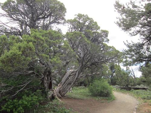 Multiple trees with twisted brown trunks and soft green conifer needles. A ground level dirt trail runs by the trees.