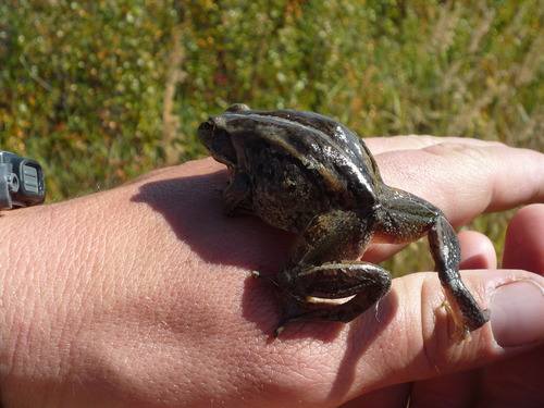 a small frog on the back of a person's hand