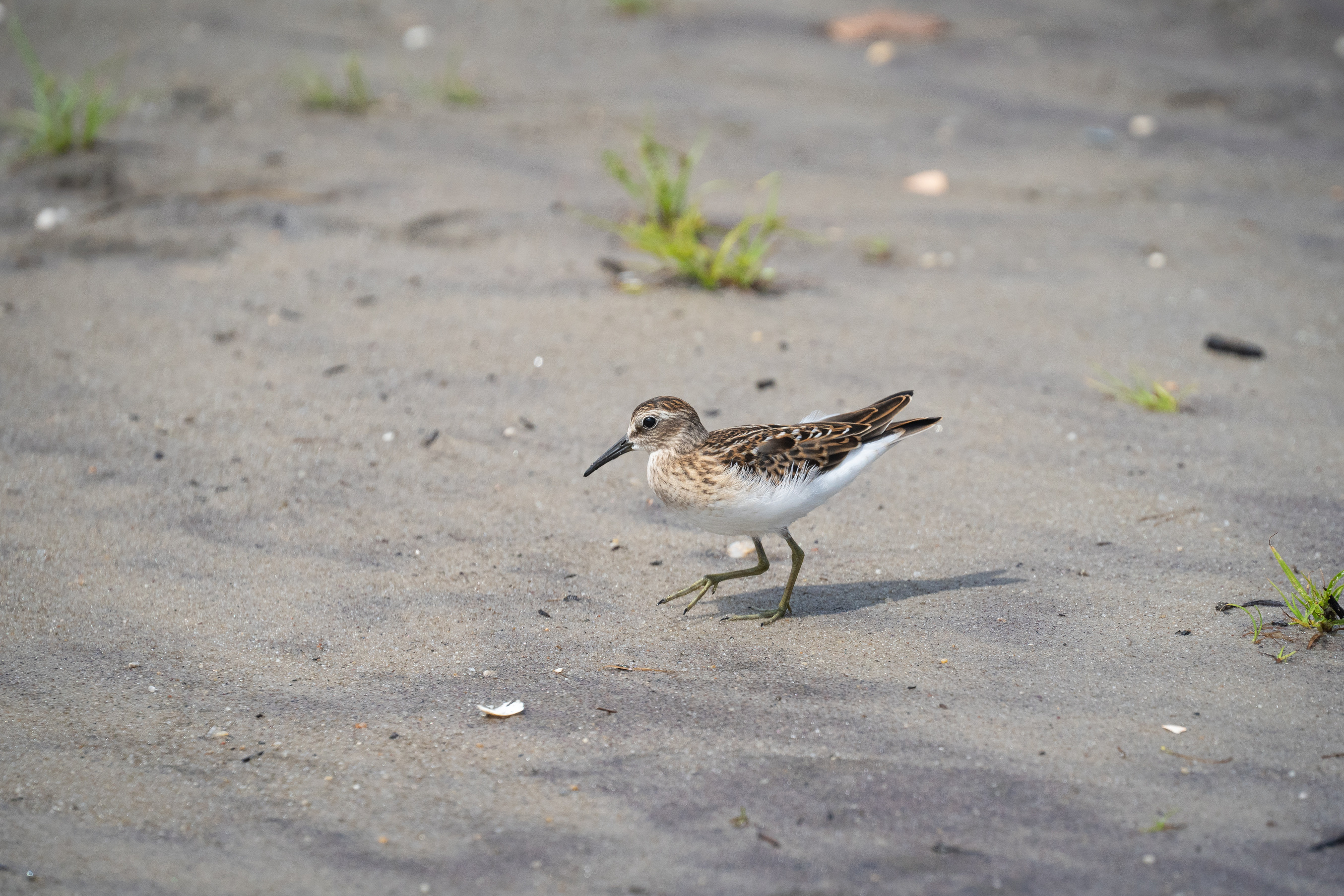 A small shorebird with white, brown, and reddish plumage and dark bill in mid-stride on sandy, sparsely vegetated ground.