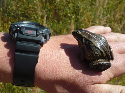 a small frog, about the size of a nearby wristwatch, sitting on the back of a person's hand.