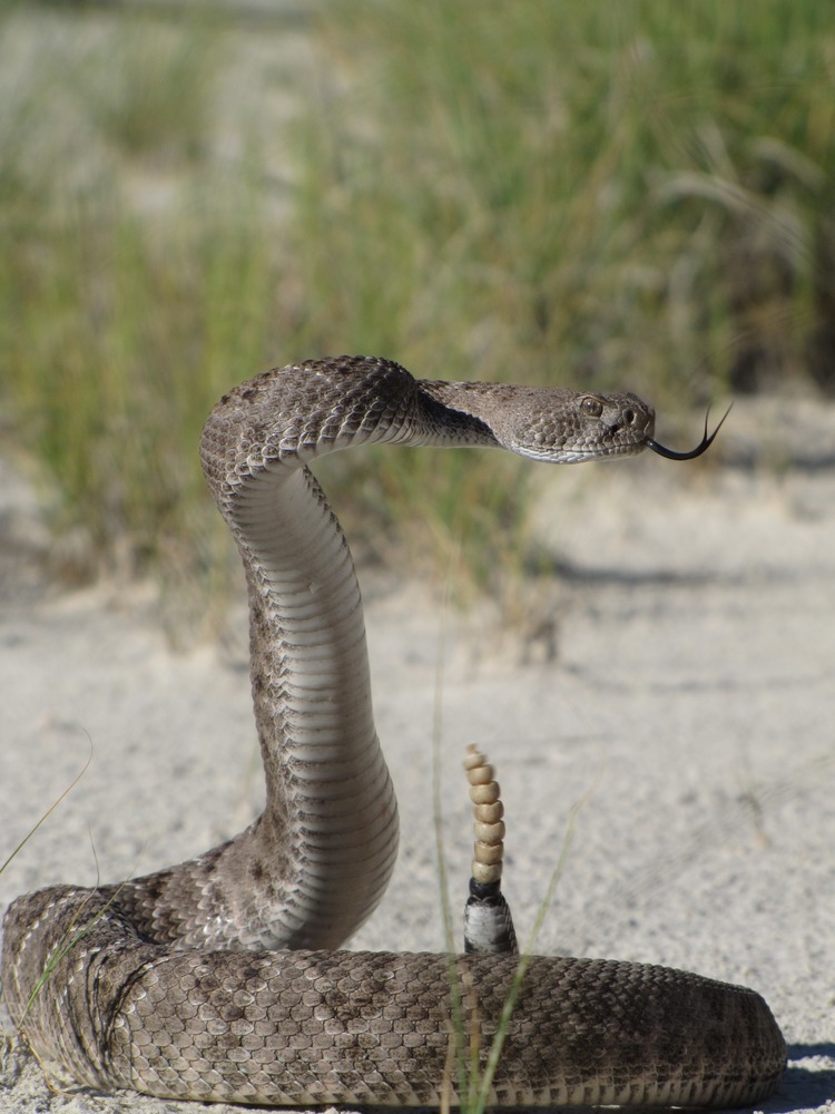 Eastern Diamondback Rattlesnake Eating