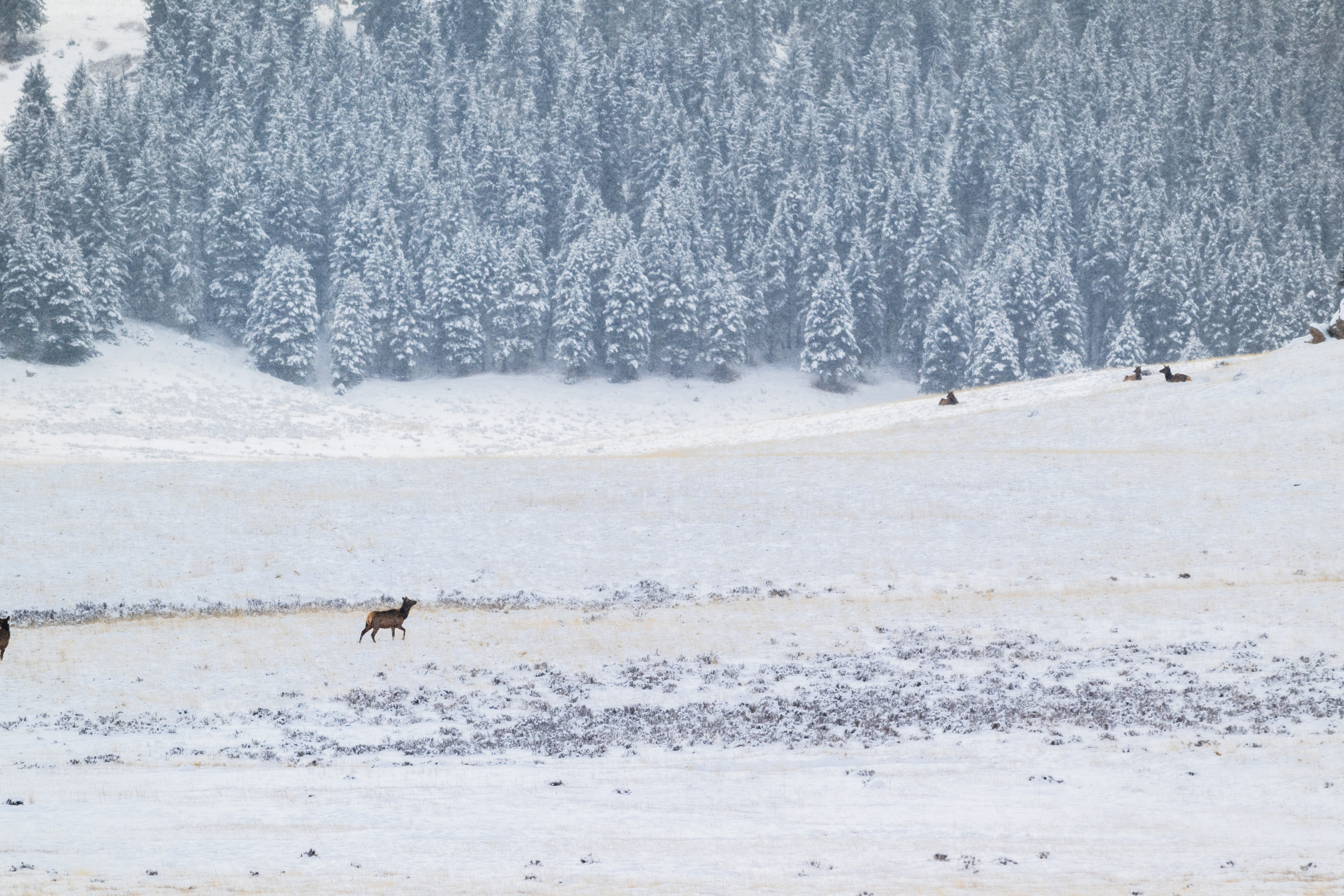 A distant elk walking across a snowy valley toward a forested hill.