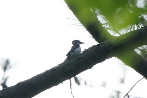 A small black bird with a white chest, white stripes on his head, and white dots on his back high in a tree. 