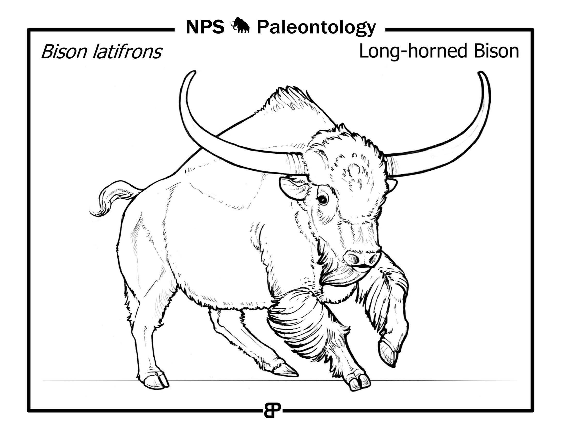 line drawing of a charging long-horned bison