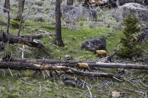 Photo Gallery (U.S. National Park Service)