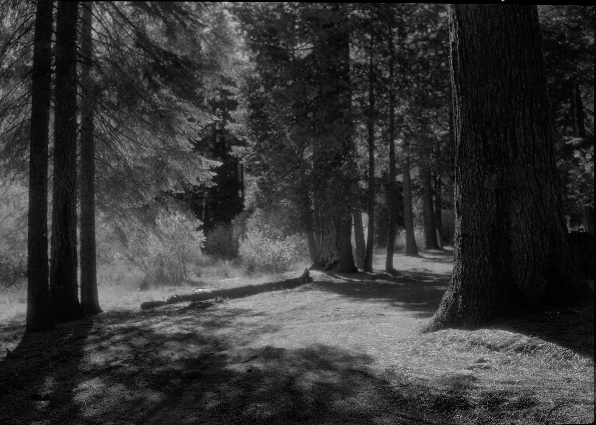 SEKI Roberts Collection Series: 2 Negatives; 14 Sites and Structures