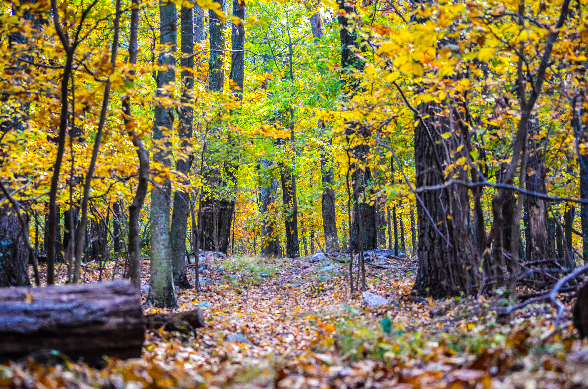 narrow trail with a log upon the ground to the side; many leaves are on the ground; the leaves on the trees are yellow and green hues