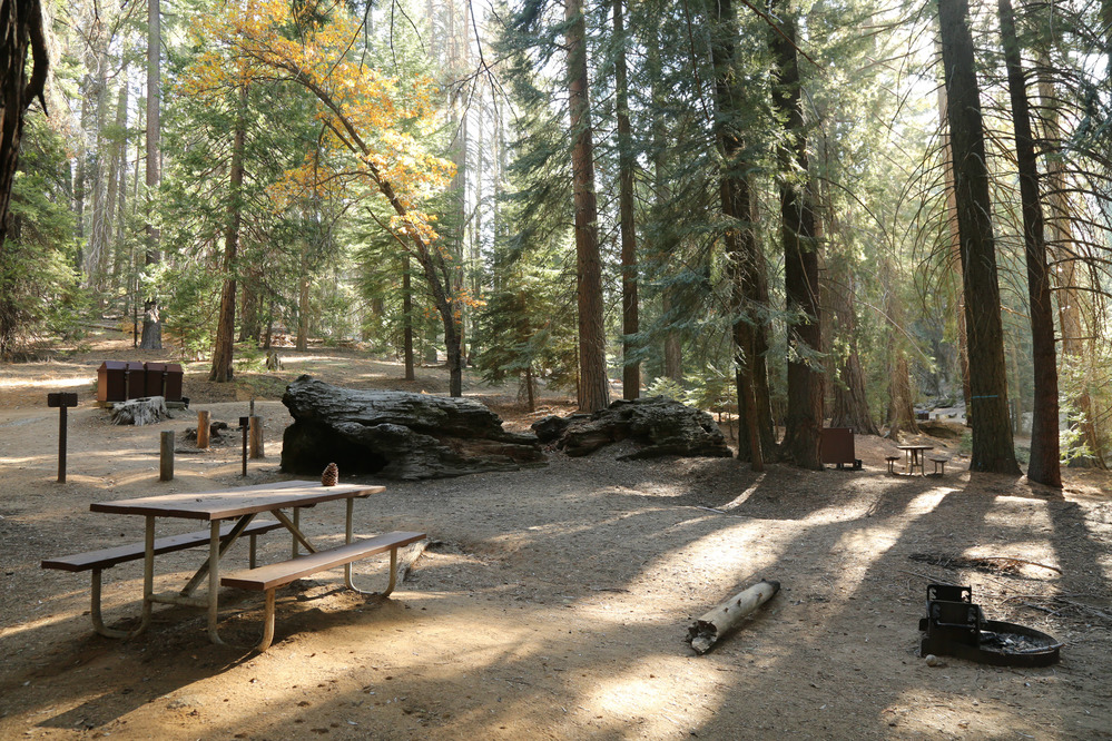 Shaded campsite next to a fallen Sequoia
