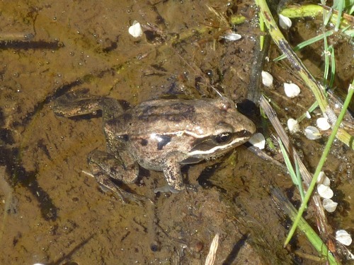 a small frog in a shallow puddle