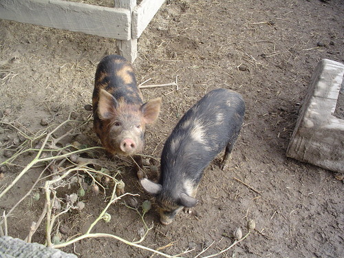 Two small ossabaw hogs eating vines