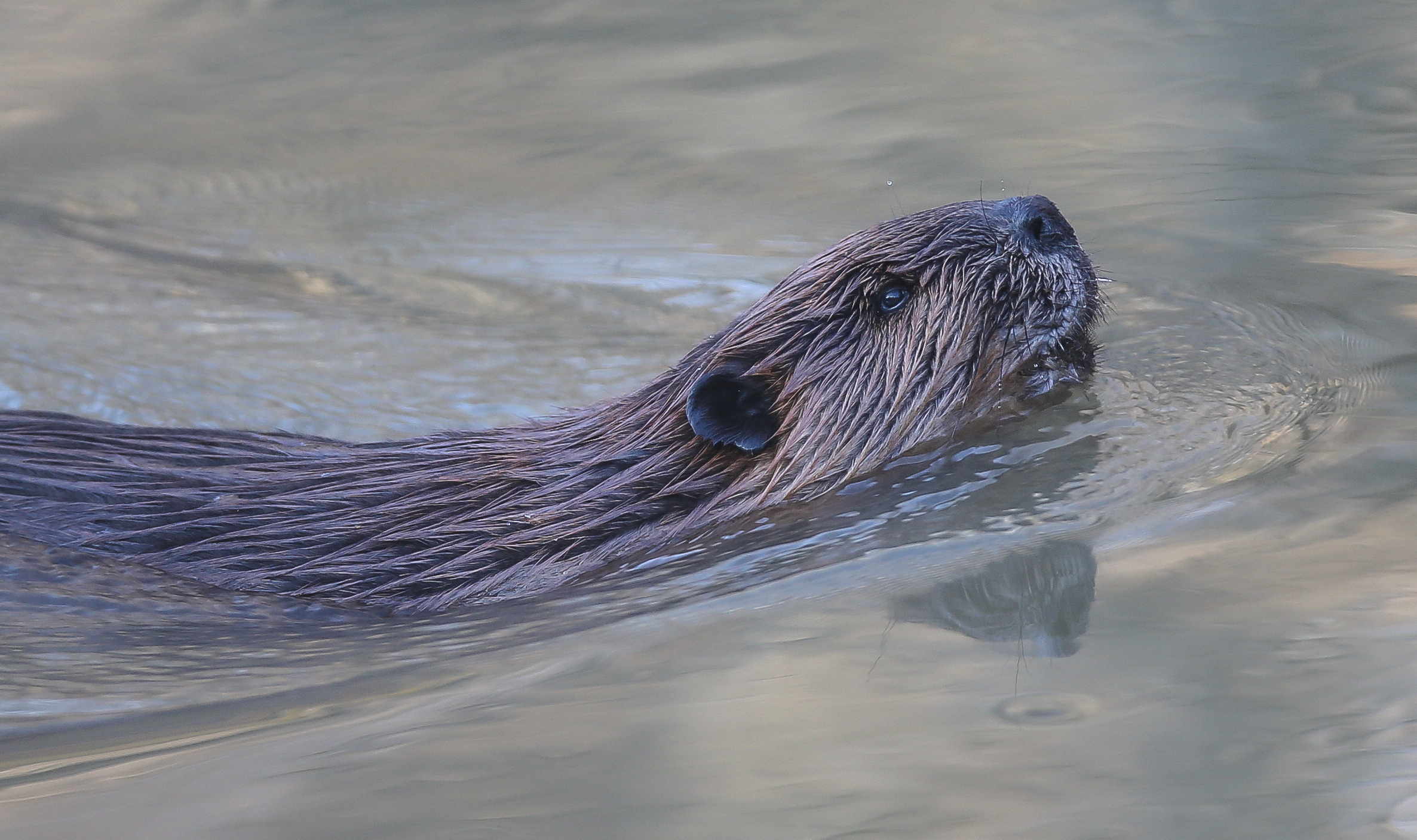 Beaver or Muskrat?