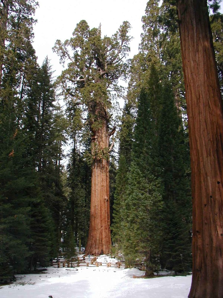 A large sequoia stands in the snow among other trees.
