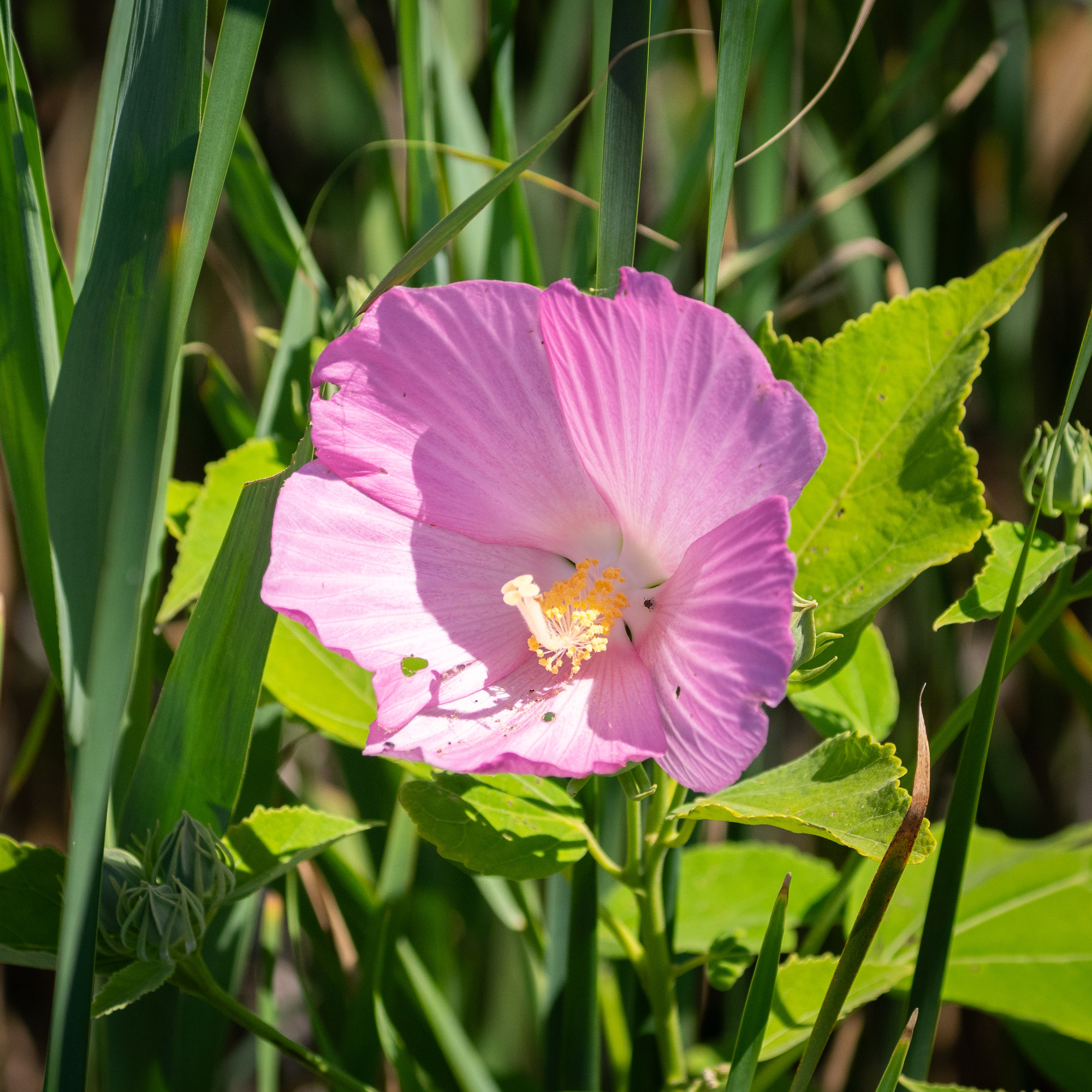 A close-up of a large pink flower with a light-yellow pistil in the center and green foliage in the background