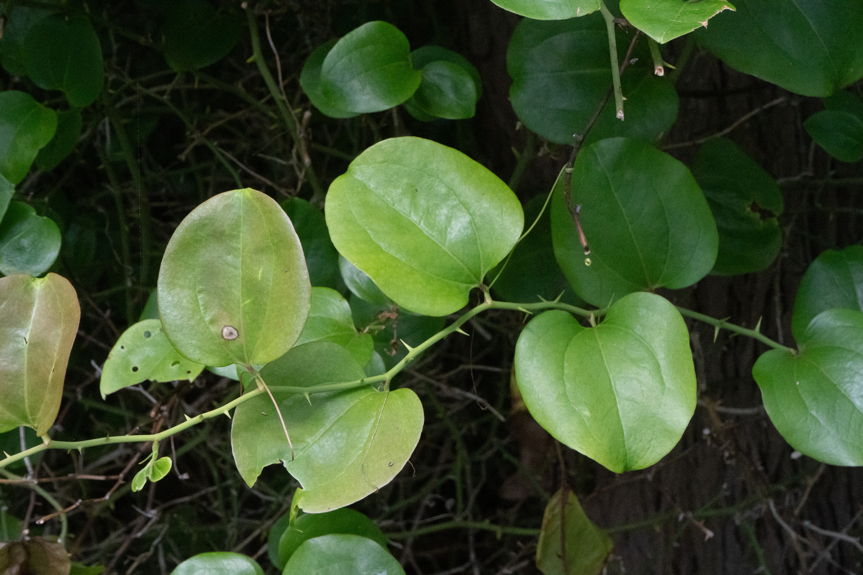 A thorny, green vine with large round leaves.