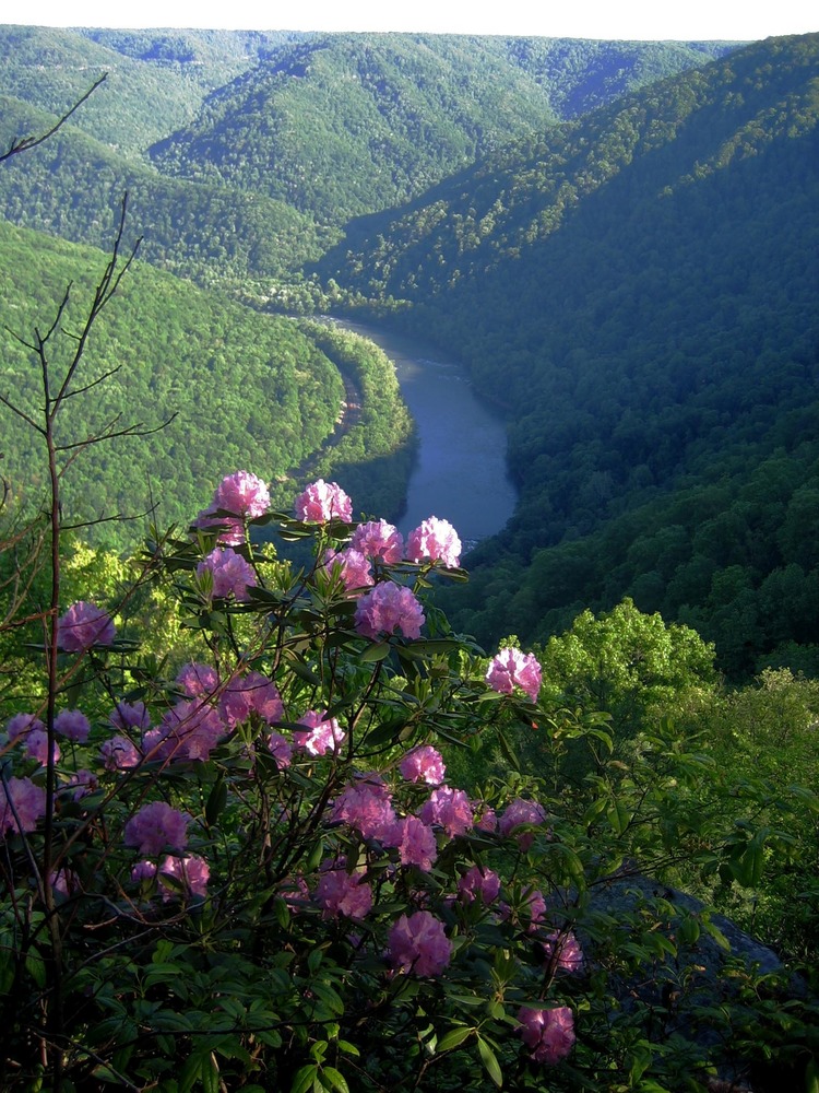 View of New River and rhododendron from Turkey Spur