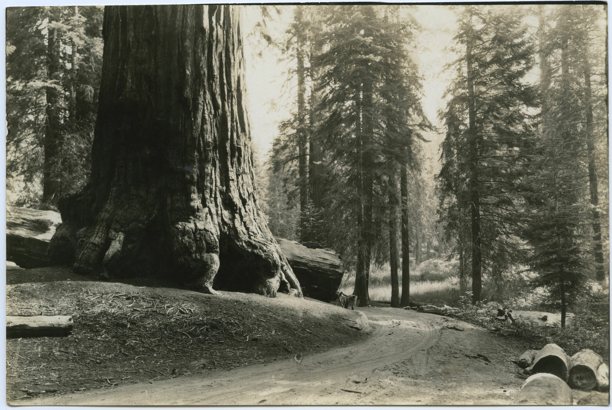 SEKI Roberts Collection Series: 3 Prints; 1 Small; 13 Sequoias