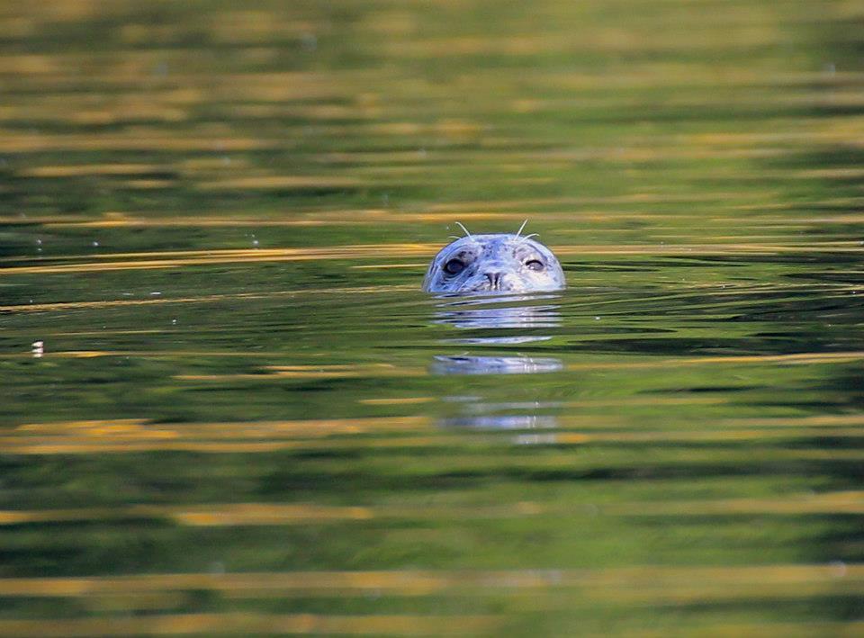 A Harbor Seal pokes its head out of the water