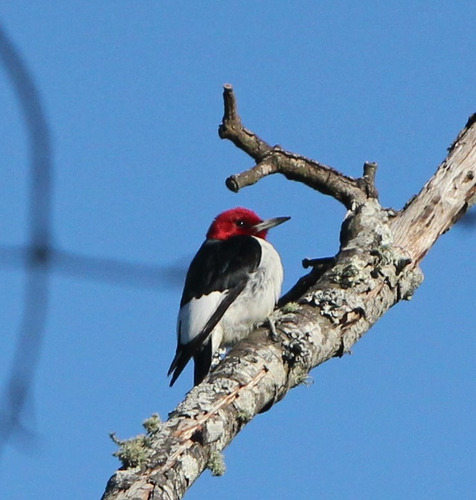 The boldly colored black, white, and red woodpecker clings to a dead tree branch. 