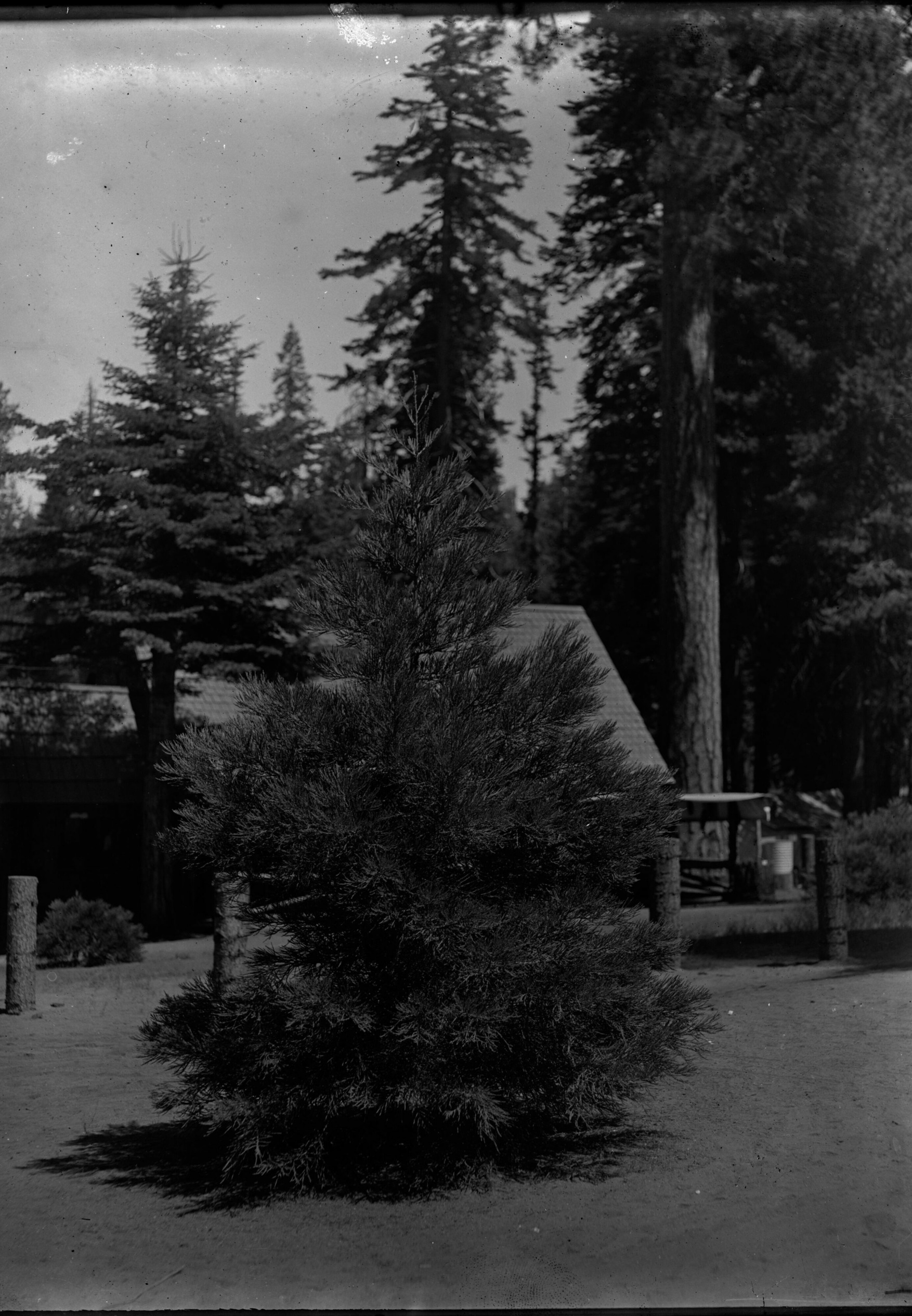 SEKI Roberts Collection Series: 1 Glass Plates; 2 Medium glass plates; 13 Sequoias