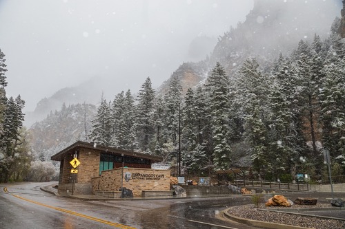 Snow covers large green pine trees, and a small stone building on the side of a wet road.