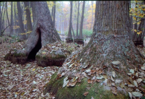 Image of water tupelo trees.